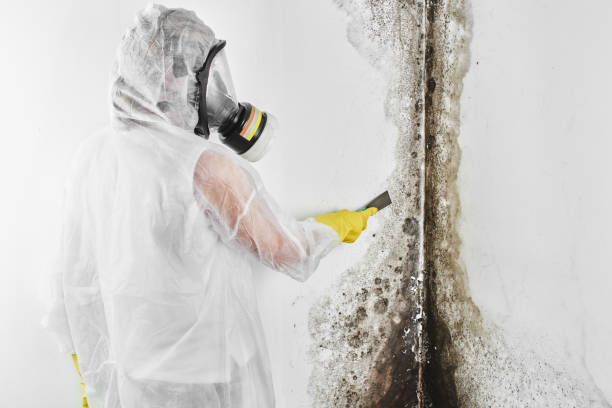 Best Mold Testing and Removal  in Shenandoah, PA