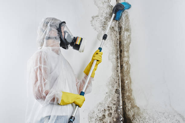 Best Emergency Mold Removal  in Shenandoah, PA