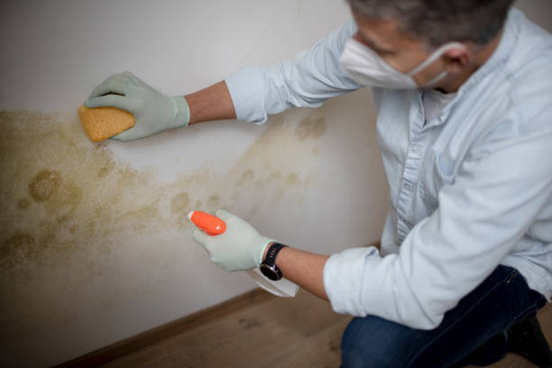 Best Mold Cleaning Services  in Shenandoah, PA