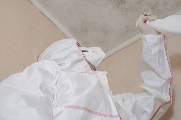 Mold Testing and Removal in Shenandoah, PA
