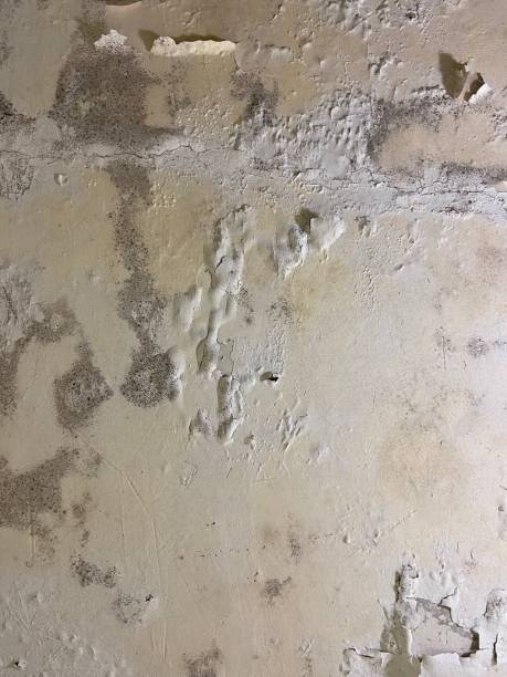Best Same-Day Mold Removal  in Shenandoah, PA
