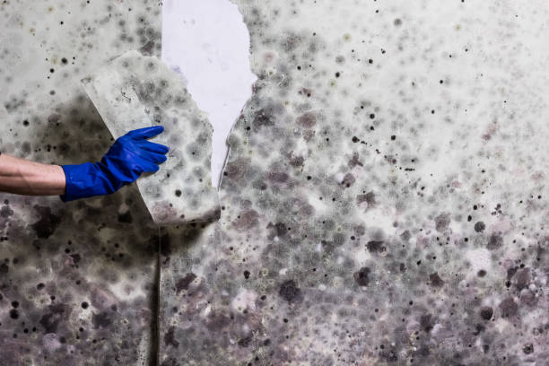 Professional Mold Removal in Shenandoah, PA