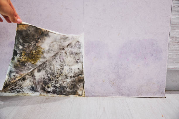 Best Mold Remediation  in Shenandoah, PA